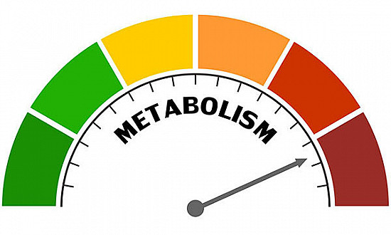 Increased Metabolism