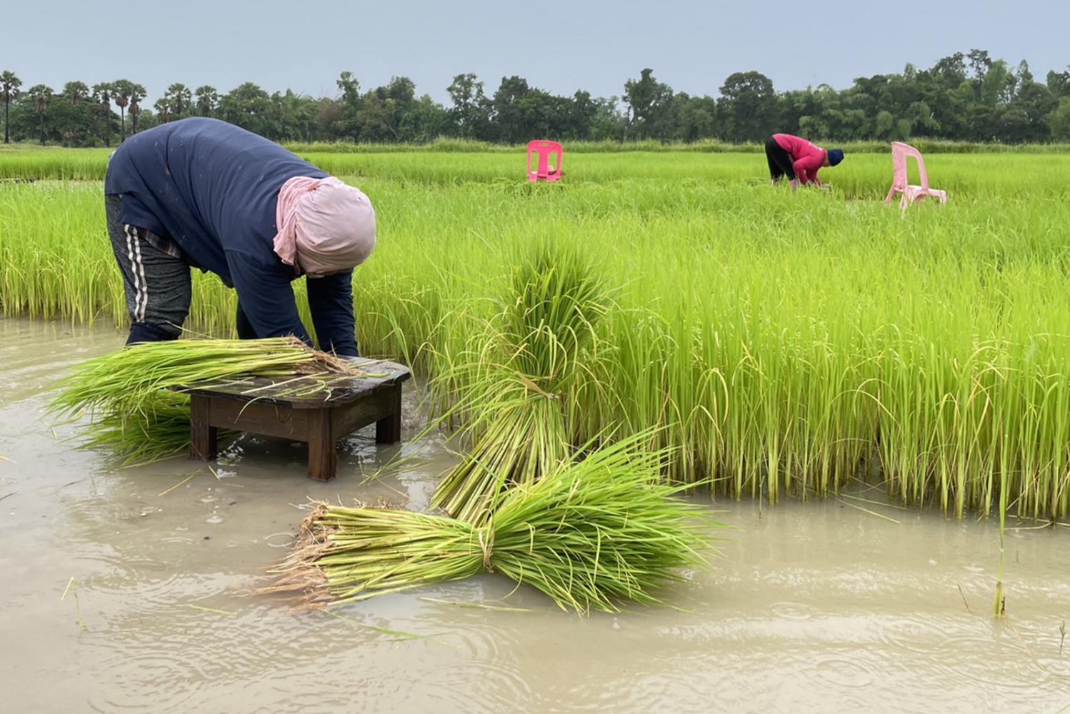 Thailand's agricultural industry
